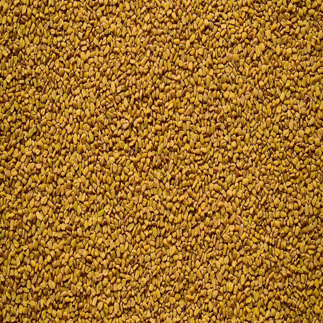 Yellow fenugreek seeds peeli methi dana